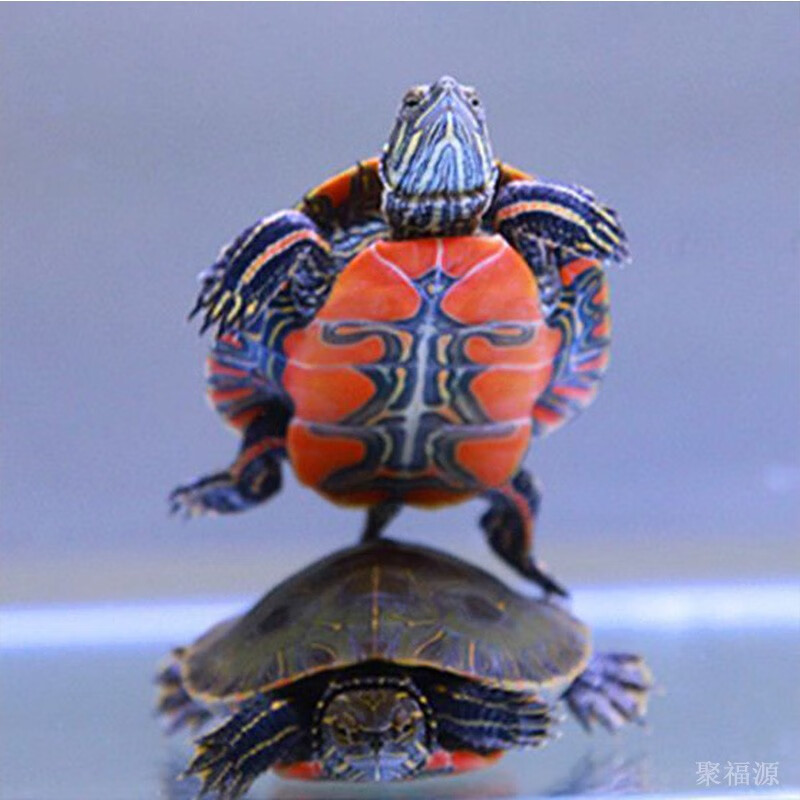 御聚源深水龟观赏龟清洁龟宠物 西锦(3-4厘) 2只(1对)