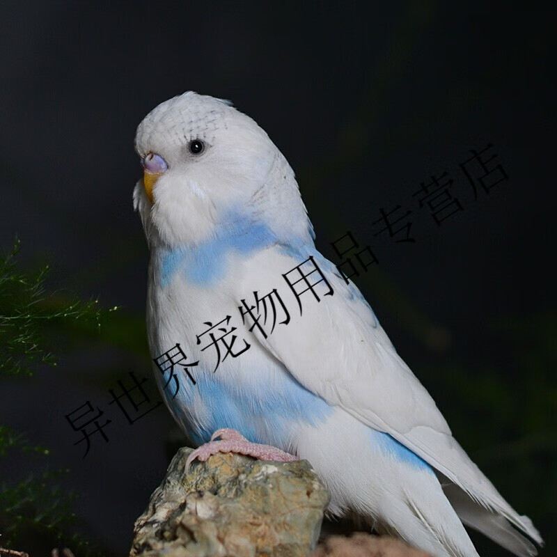 笼趣 大头虎皮鹦鹉活体 玄凤活鸟鸟活物家养会说话幼鸟手养宠物鸟 蓝