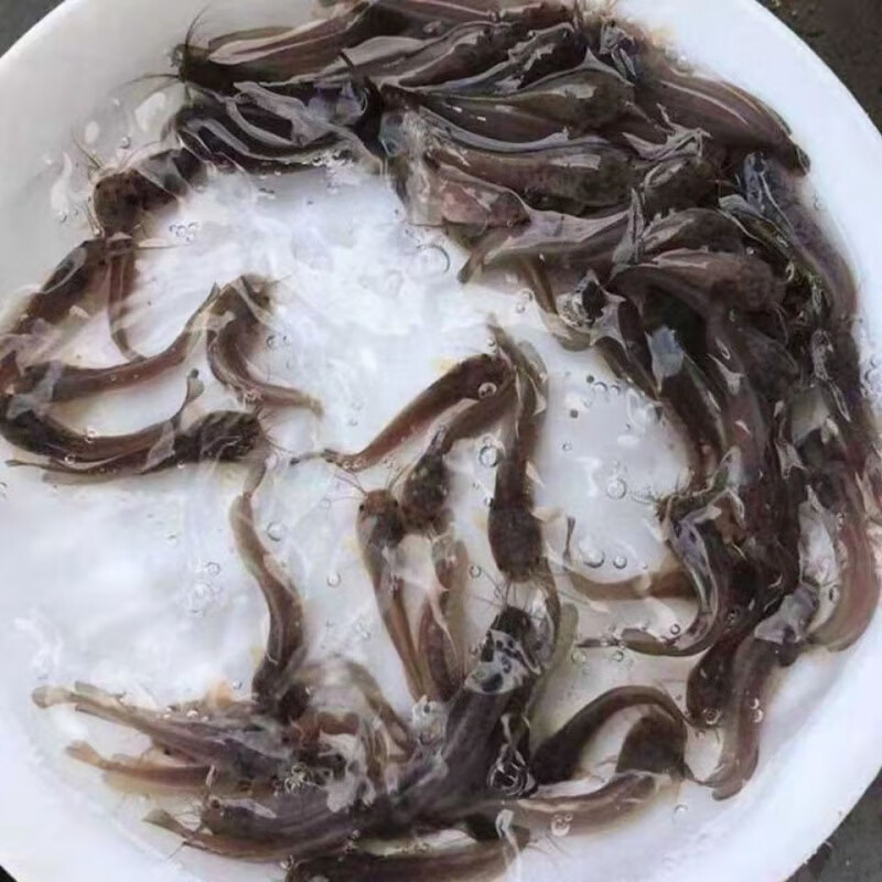 奈宠本地塘鲺胡子鲶鱼苗塘角鱼苗土塘鲺鱼苗塘虱活体放生鱼苗淡水鱼苗