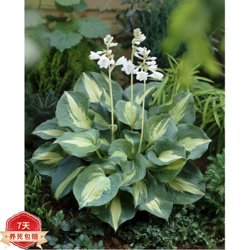 京东花卉价格曲线软件|花卉价格走势