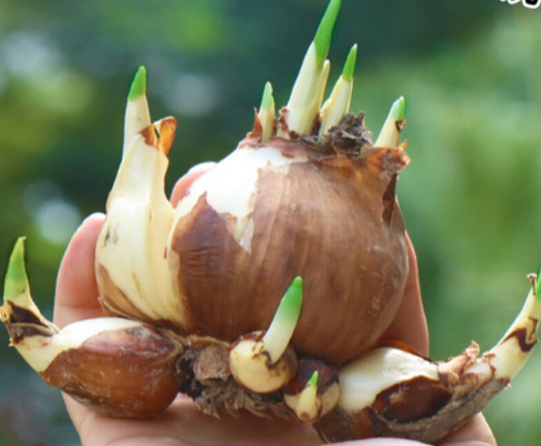 水仙花 相关京东优惠商品排行榜 7 价格图片品牌优惠券 虎窝购 水仙花 相关京东优惠商品排行榜 7 价格图片品牌优惠券 虎窝购