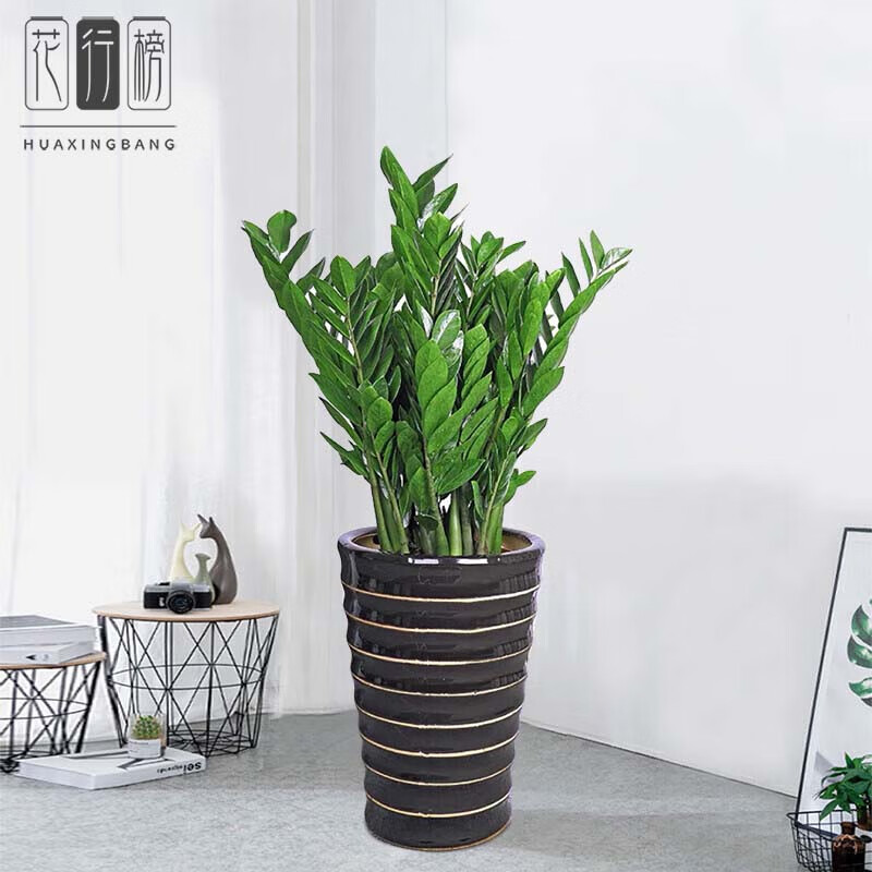 花行榜 大型绿植家居办公公司开业乔迁盆栽花卉金钱树1-1.