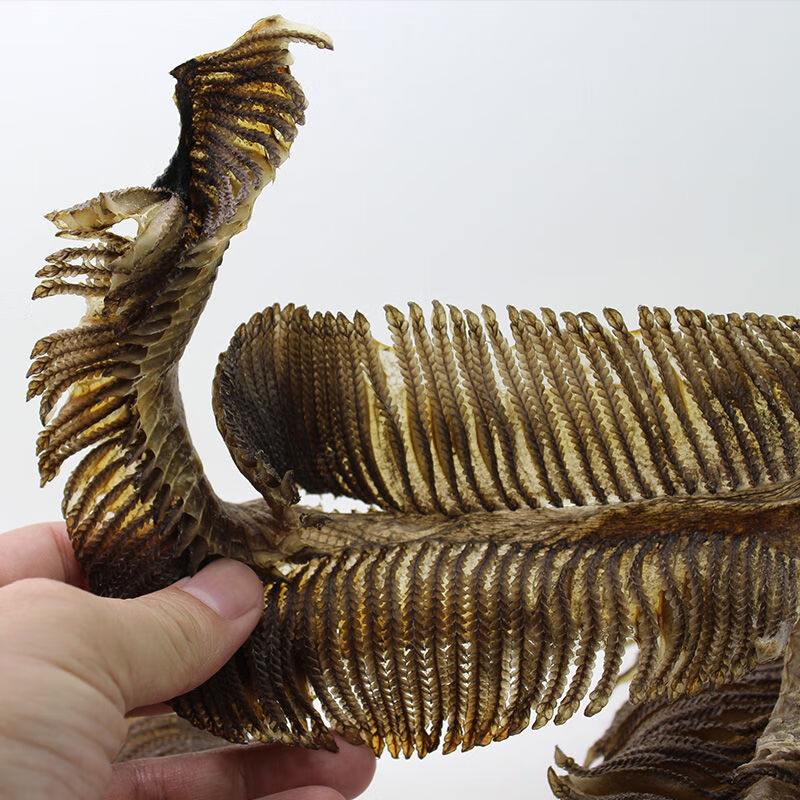 膨鱼鳃 中号深海鱼鳃汕尾特产鹏鱼澎鱼彭鱼干货优质野生海产品腮 100