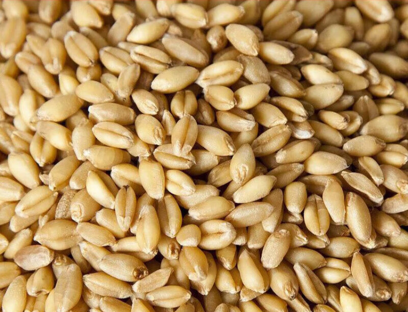 元井 2斤带皮小麦粒麦芽糖发芽苗草种子麦子 1斤【小麦】