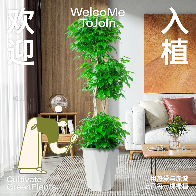 植男植女幸福树造型绿宝盆栽绿色植物客厅室内大型绿植办公室乔迁新居好养怎么样,好用不?