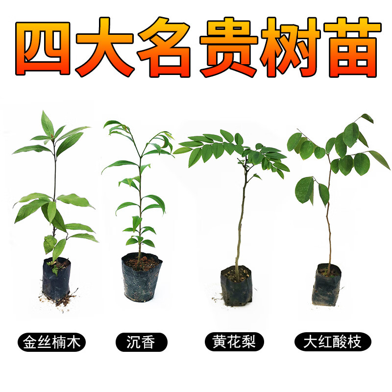 绿中蕊名贵苗木金丝楠木树苗正宗海南沉香苗降香奇楠沉香 沉香20-30