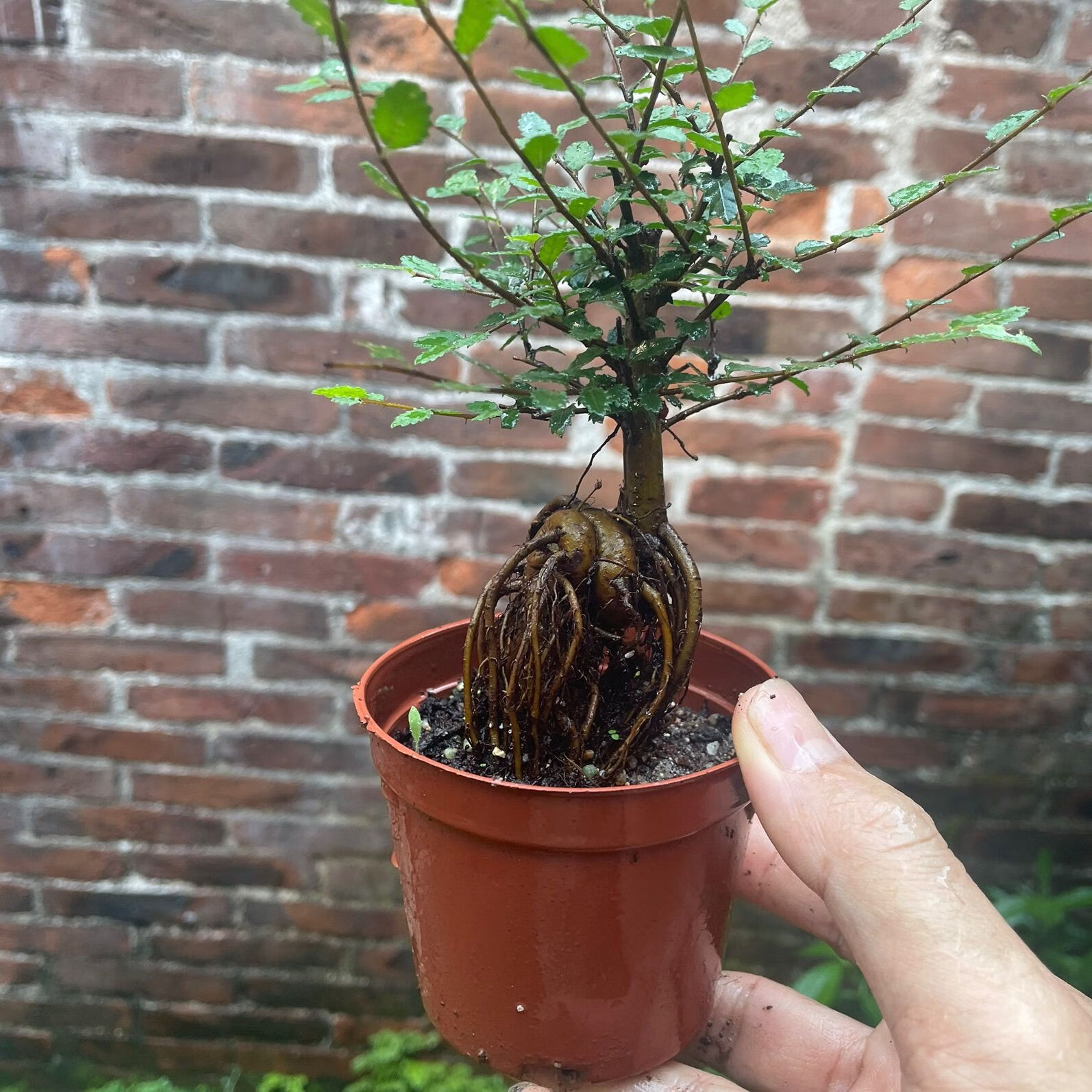 小叶榆树盆景提根微盆栽植物办公室掌上盆景 榆树提根1盆