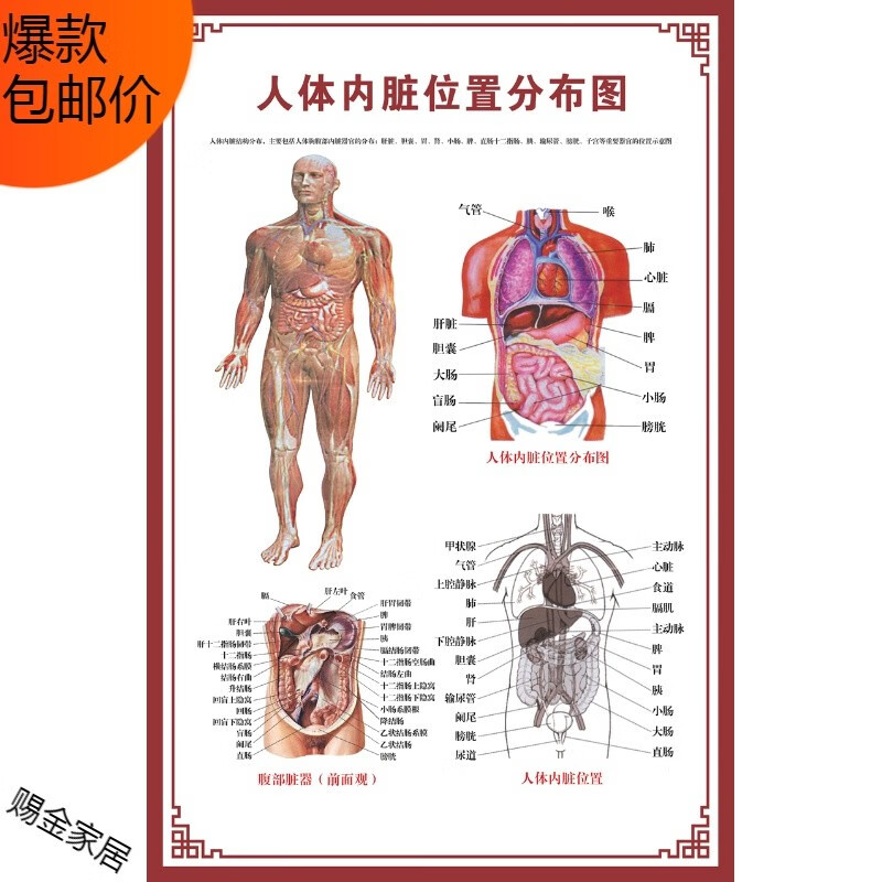 详情看大图,背胶贴纸材质) 人体内脏位置分布图 【30寸:50x75cm】