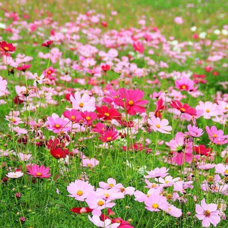 ����԰Ұ��������ӻ����ļ������׻�ͥԺ���⻨�ܰ��ղ�����˹�ո�ɣ�� �߸˻�ɫһ��