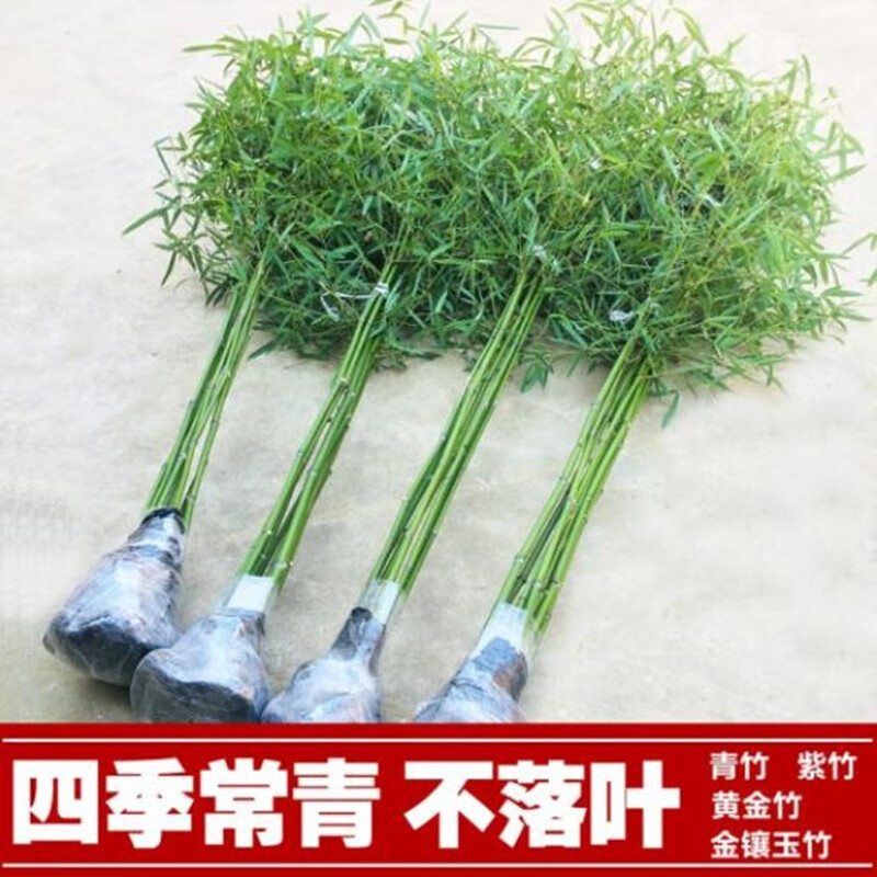 仟草集树苗竹苗盆栽庭院室内观赏四季常青植物竹子苗紫竹(粗约:2公分) 2棵价格主图4