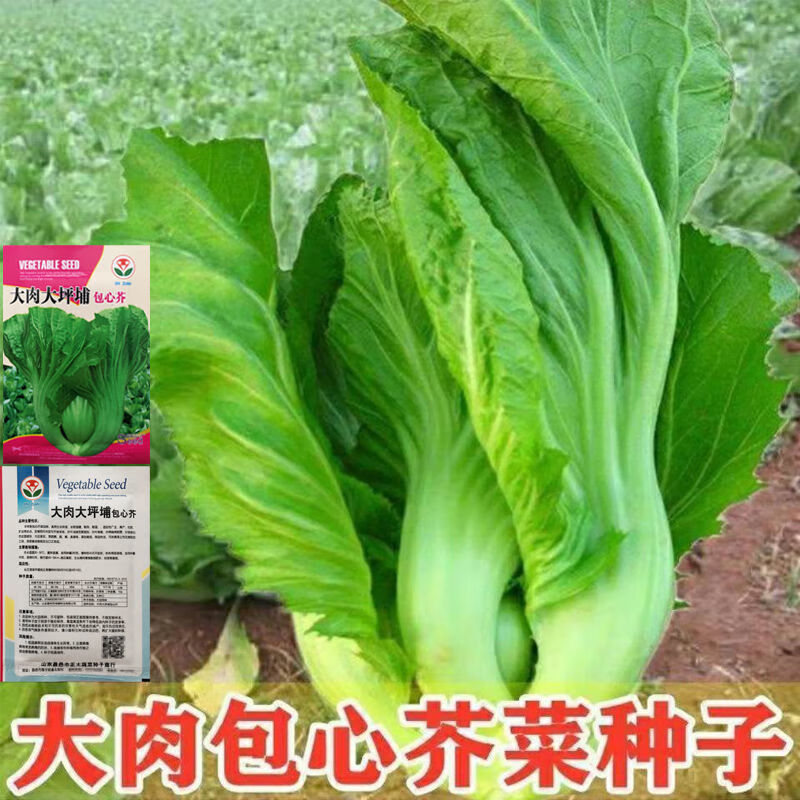 醉春木包心芥菜种子高产早熟大芥菜种籽腌制酸菜四季播阳台盆栽蔬菜种