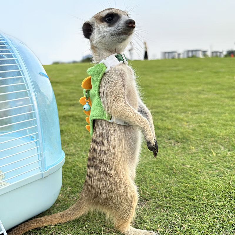 狐獴宠物活体丁满幼崽网红可爱懒人呆萌宠物稀罕小型好养温顺可爱