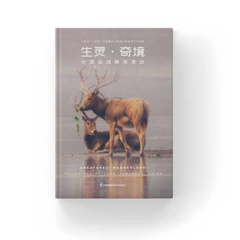 奇境-----中国盐城黄海湿地