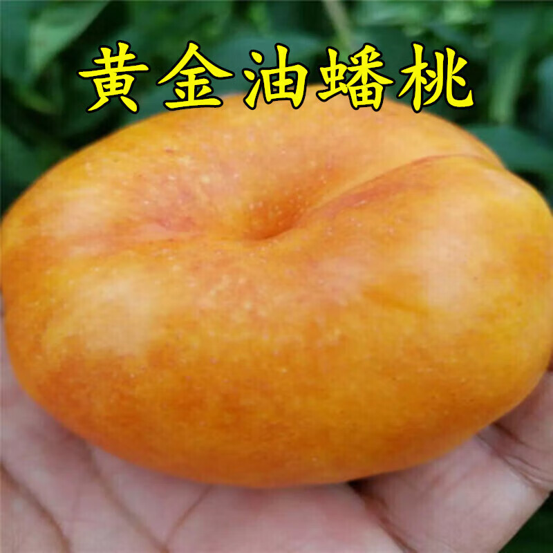 十家香黄金蟠桃树苗正宗中油蟠7号桃苗新品种黄肉油蟠桃苗嫁接桃苗 1