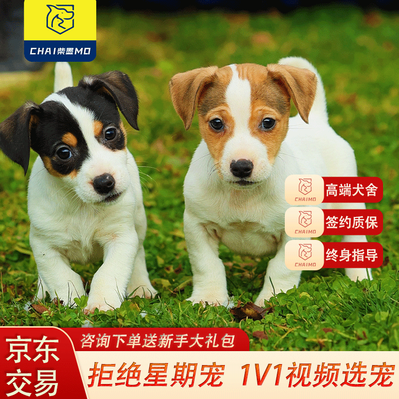 杰克罗素梗幼犬家养宠物狗幼崽【签订合同疾病保障】 宠物级 【平毛