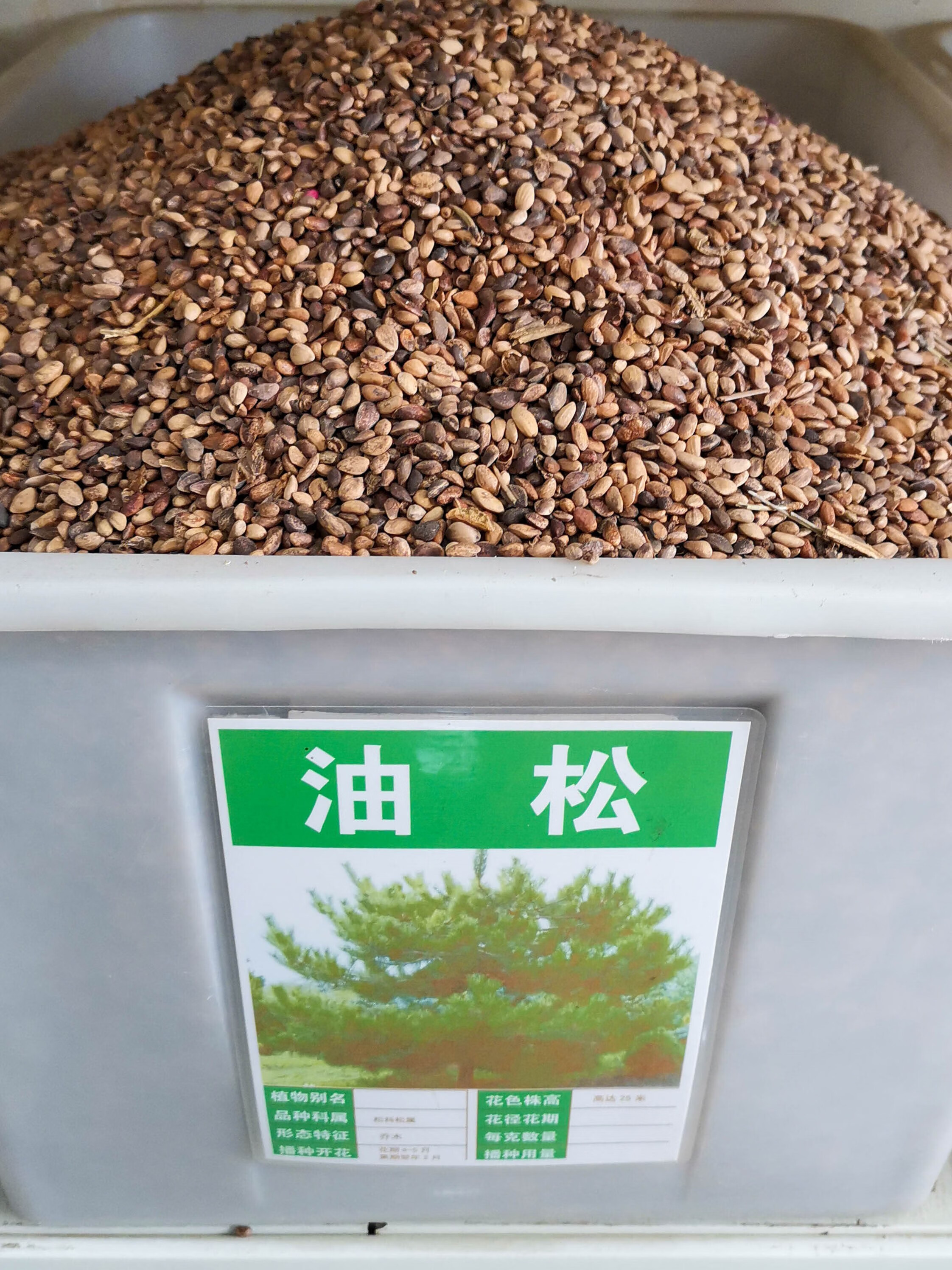 芗苒油松种子绿化行道树种籽籽 油松种子一斤