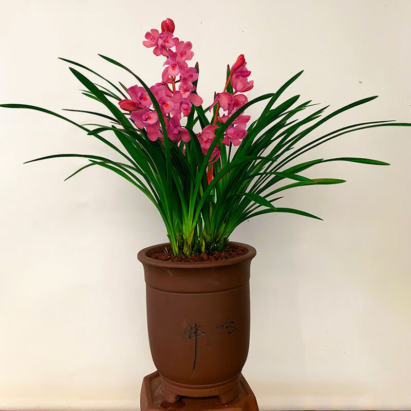 兰花浓香型香妃黑雪姬四季兰花墨兰建兰兰花盆栽室内绿植花卉 红贵人1