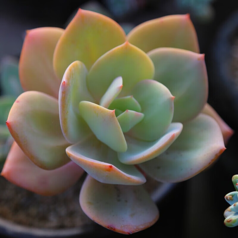 轩林美  多肉植物白凤巨型大株单头云南新手盆栽花 白凤[大单头10cm