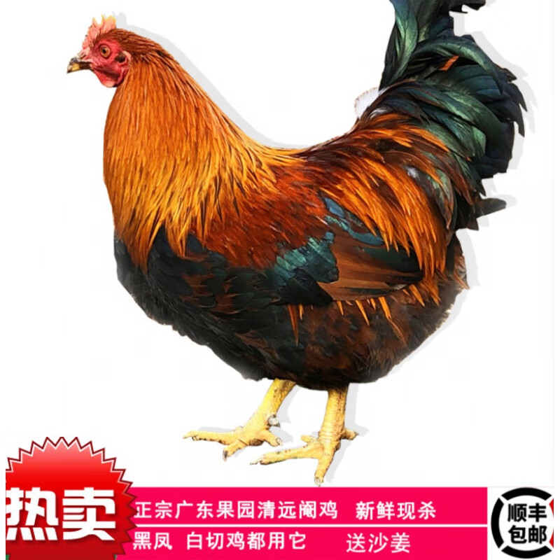 广东正宗清远阉鸡散养现杀走地大扇鸡黑凤鸡白切鸡 净重4斤整鸡