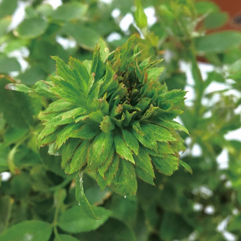 春沭绿萼老品种月季花大苗盆栽绿色的花朵玫瑰四季阳台庭院花卉绿植物
