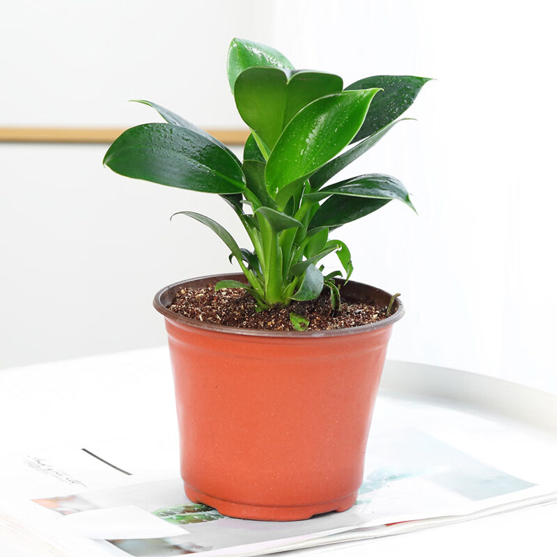大叶金钻花卉盆栽红钻室内大型客厅绿植盆景花苗四季青植物 15-20cm