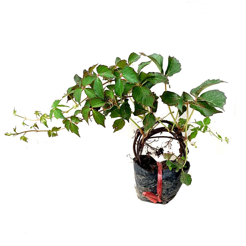 孙凯(sunkai)三叶爬山虎苗爬藤植物红爬山虎四季室外阳台庭院爬墙花卉