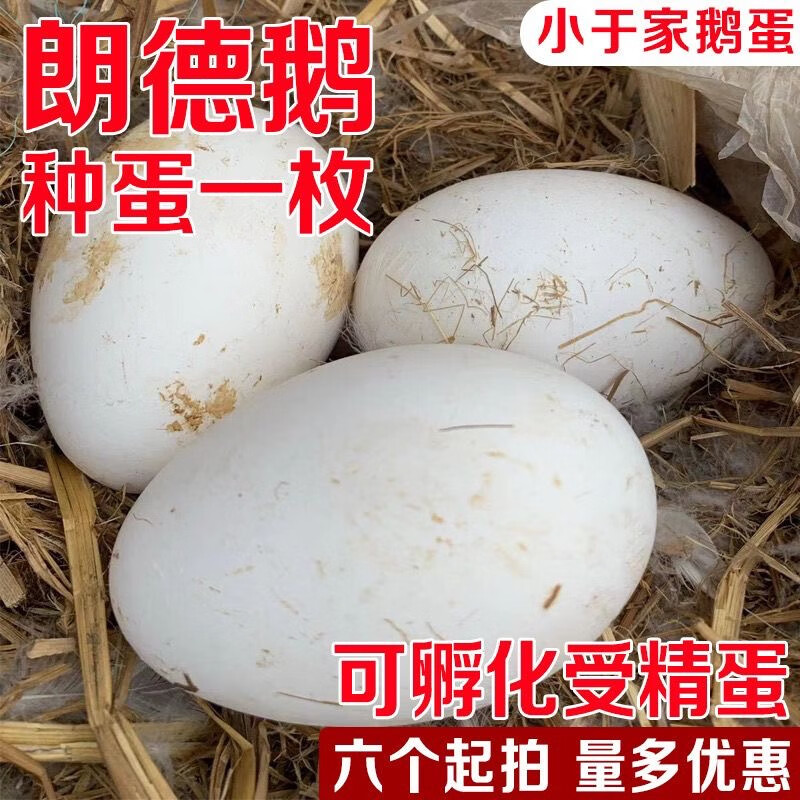 小于家鹅蛋朗德法国品种鹅蛋种蛋受精蛋新鲜 6枚朗德鹅种蛋