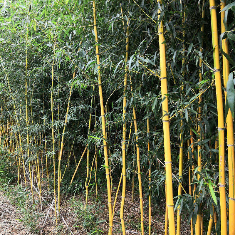 金镶玉竹(金镶玉竹子图片大全) - 123植物网