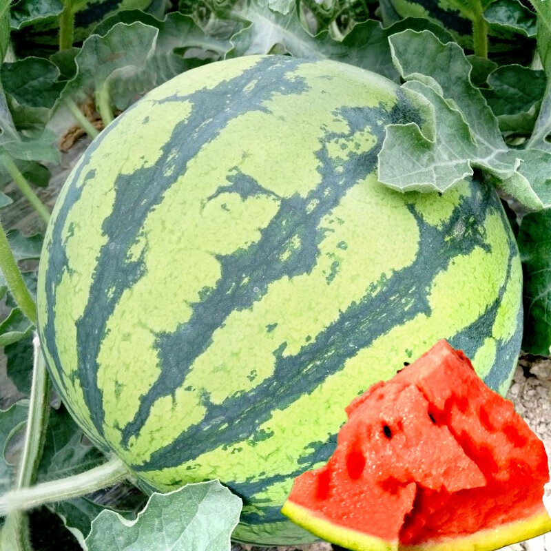 大禹 冰糖麒麟西瓜种子苗南方特甜8424瓜种籽春季阳台盆栽家庭种植