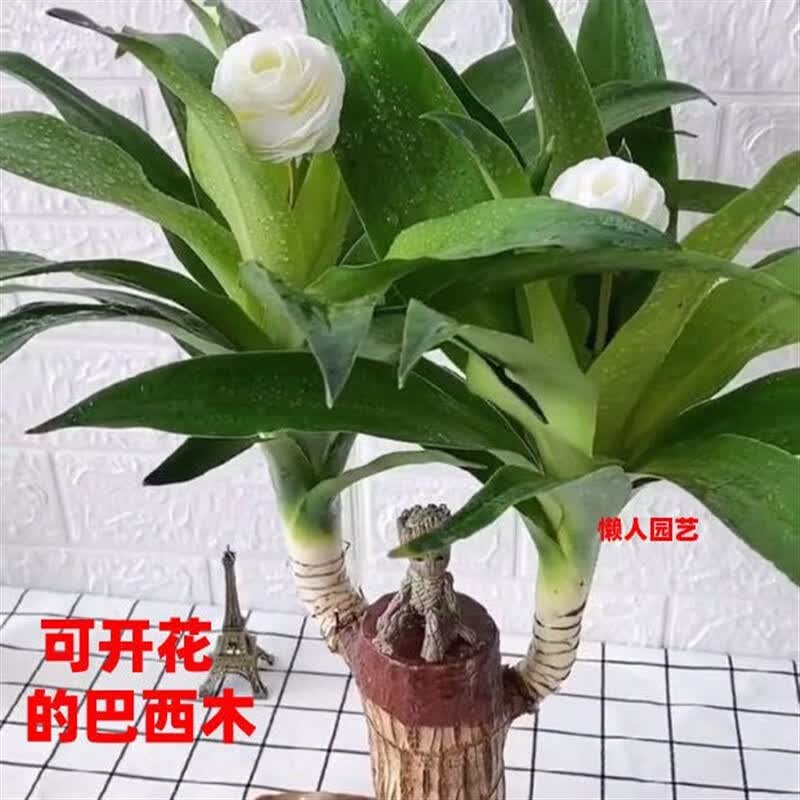 精品巴西木可开花 随机和尚  盆7 含盆