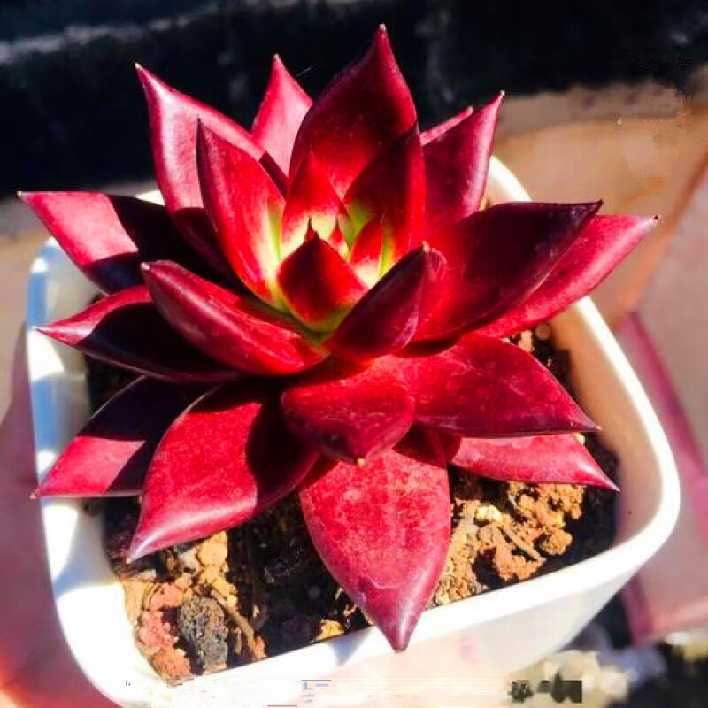 罗卡稀有品种贵货品相好多肉植物盆栽组合花卉绿植好养 单头 约8-10cm