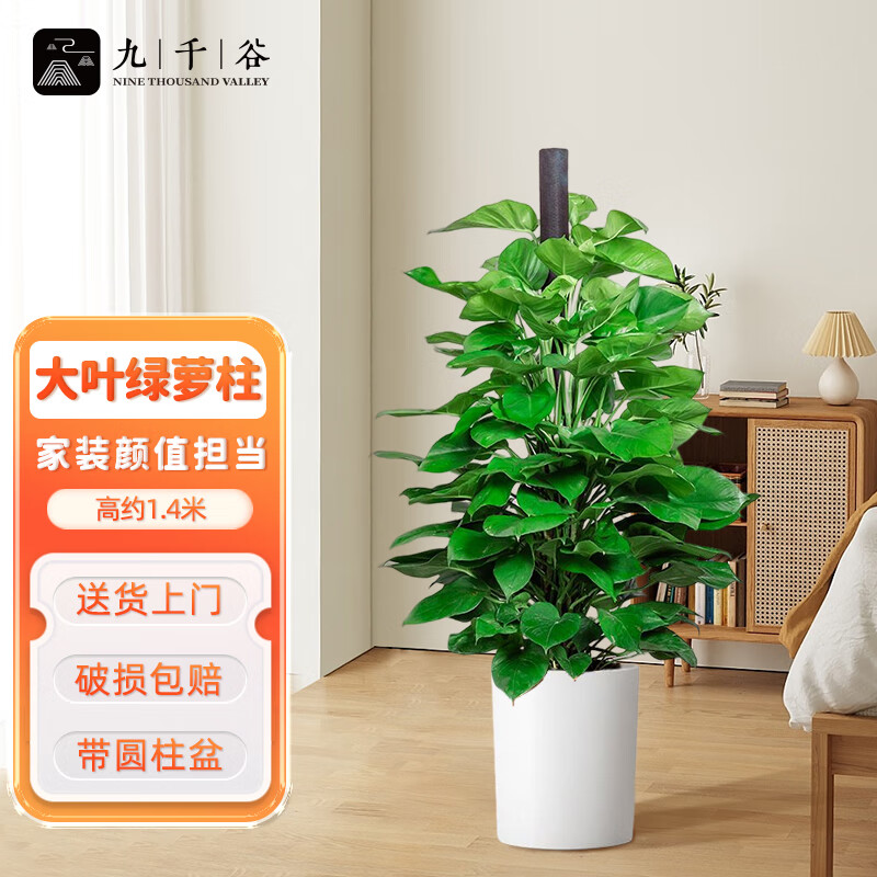 九千谷大型绿植室内客厅大叶绿萝柱观叶植物花卉 1.4米白色圆柱盆9868高性价比高么？