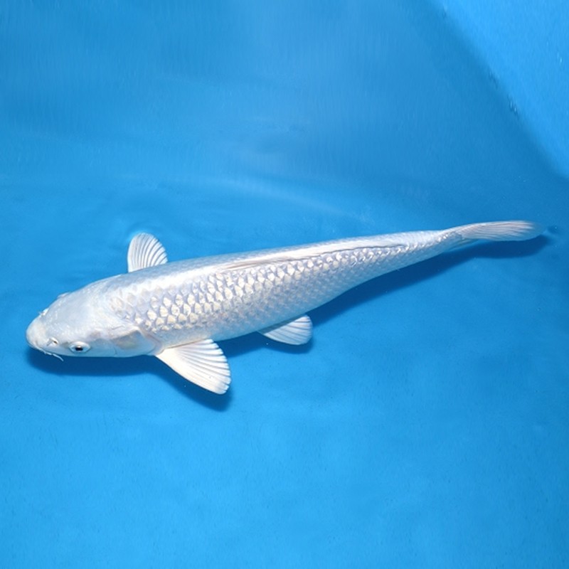 易萌 观赏鱼锦鲤鱼活体纯种锦鲤淡水鱼冷水鱼小金鱼活体 白金锦鲤 10