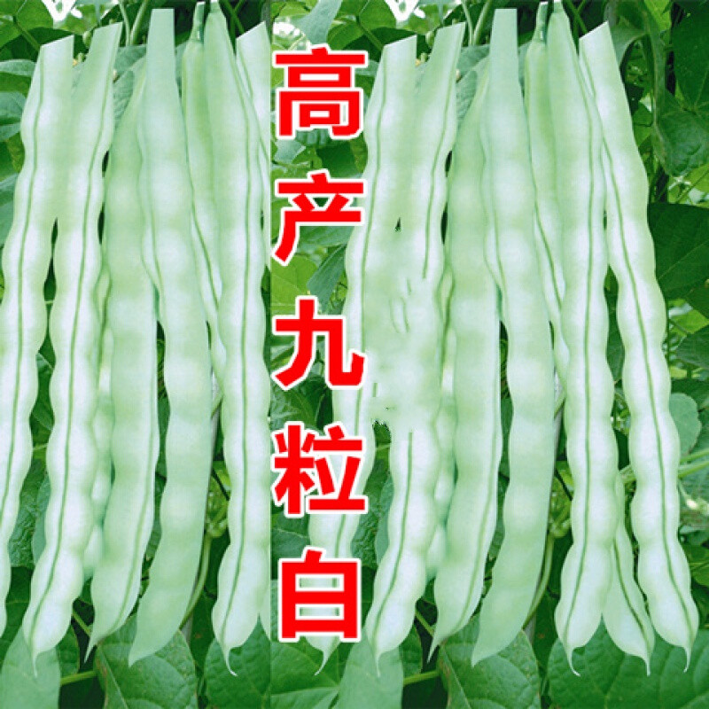 苏购 架豆种子九粒白芸豆种子豆角架豆四季豆种蔬菜春季秋季耐热种籽