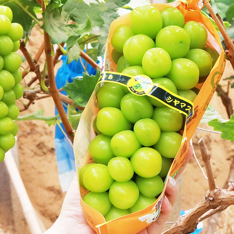 手机葡萄提子价格波动网|葡萄提子价格走势