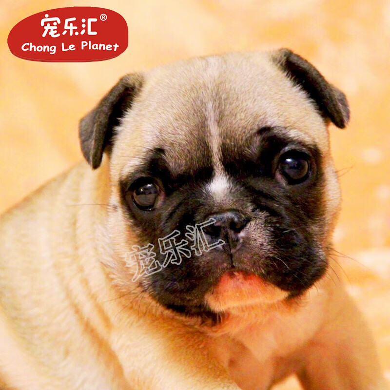 宠乐汇巴哥犬血统纯种巴哥幼犬狗幼崽小型犬活体宠物狗短毛八哥狗狗