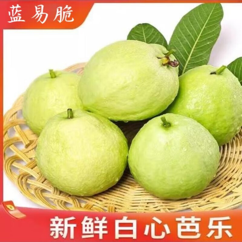 蓝易脆广西白心芭乐果园现摘现发珍珠白心番石榴新鲜芭乐果 广西白心珍珠芭乐 5斤中果店长推荐