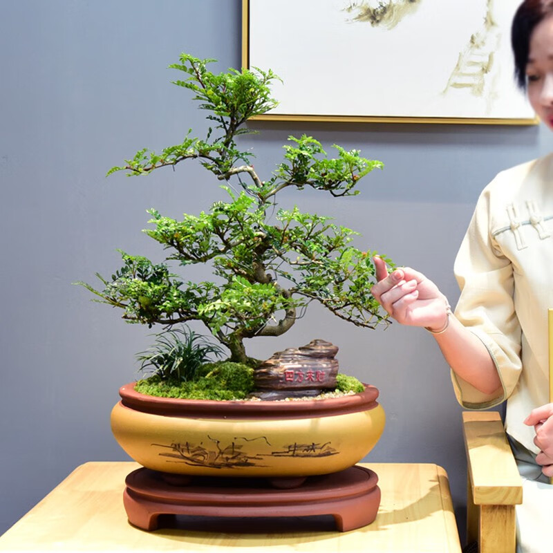 清香木盆栽造型清香木盆栽大盆室内书房阳台四季常青中式盆景植物