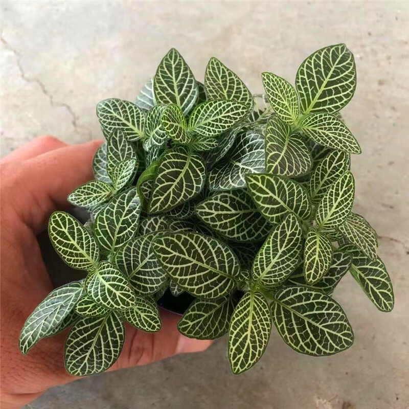 石植物绿植上水石水陆缸雨林缸假山造景苔藓蕨微景观盆景植物 白天使