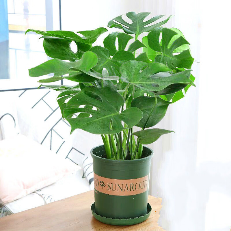 大型绿植历史价格查询小程序|大型绿植价格走势图