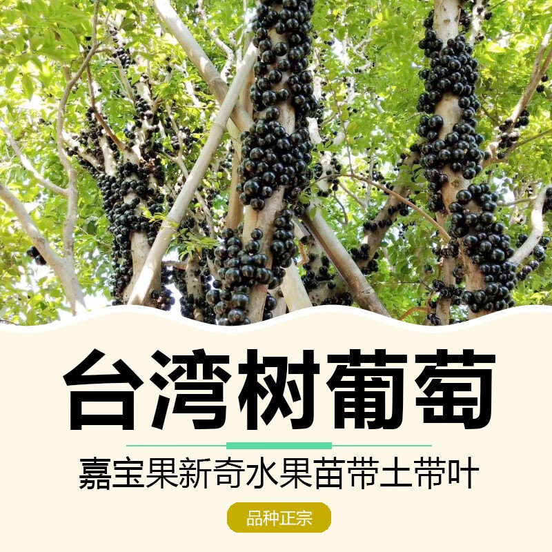 绿达农台湾树葡萄嘉宝果树苗沙巴四季开花当年结果盆栽南方种植庭院 沙巴嘉宝果树苗5年苗当年结果