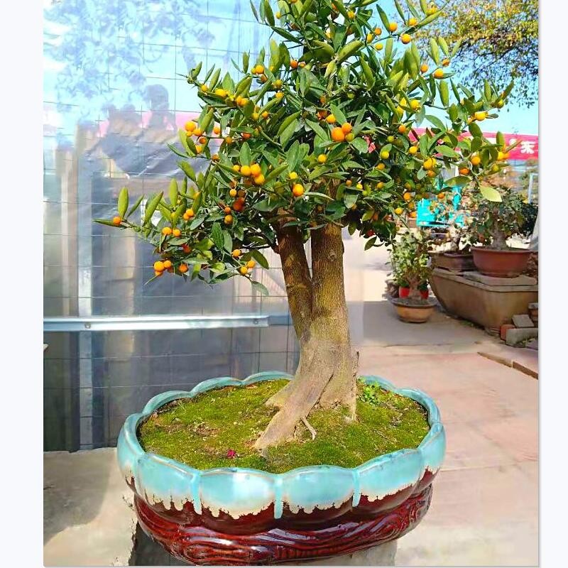 掌上小品金豆盆景老桩实物 带果盆景树桩四季常青开花结果 金豆盆景