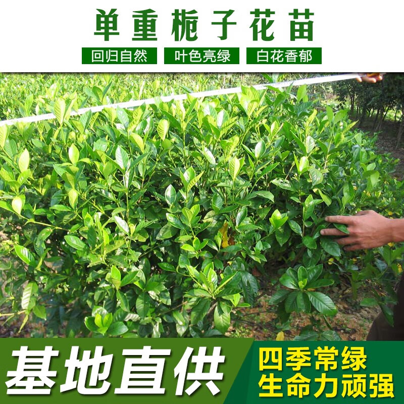 大叶栀子花苗盆栽植物室内地栽室外绿化浓香型苗树苗四季常青绿化树苗