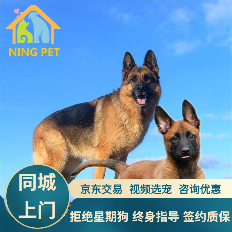 宁宠马犬德牧幼犬幼崽德国牧羊犬警犬宠物狗狗活体大型犬狼狗黑背