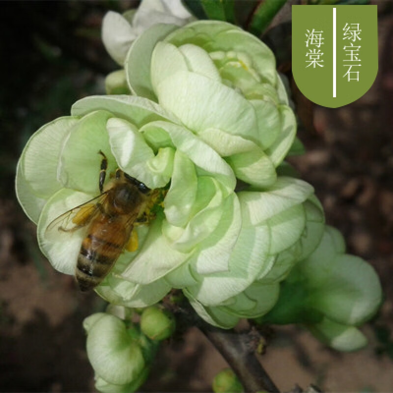 海棠花苗花卉盆栽盆景老桩室内外观花绿植物庭院阳台四季开花 绿宝石