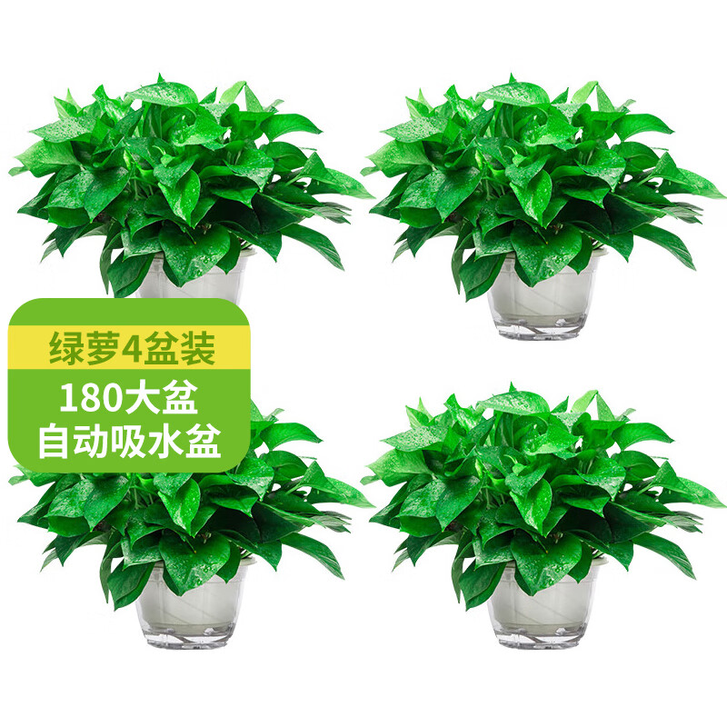 京东看绿植盆栽最低价|绿植盆栽价格历史
