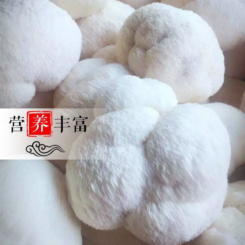 百年云松【天然坊】新鲜猴头菇【美味食用菌】八大山珍之一 火锅食材 1000克