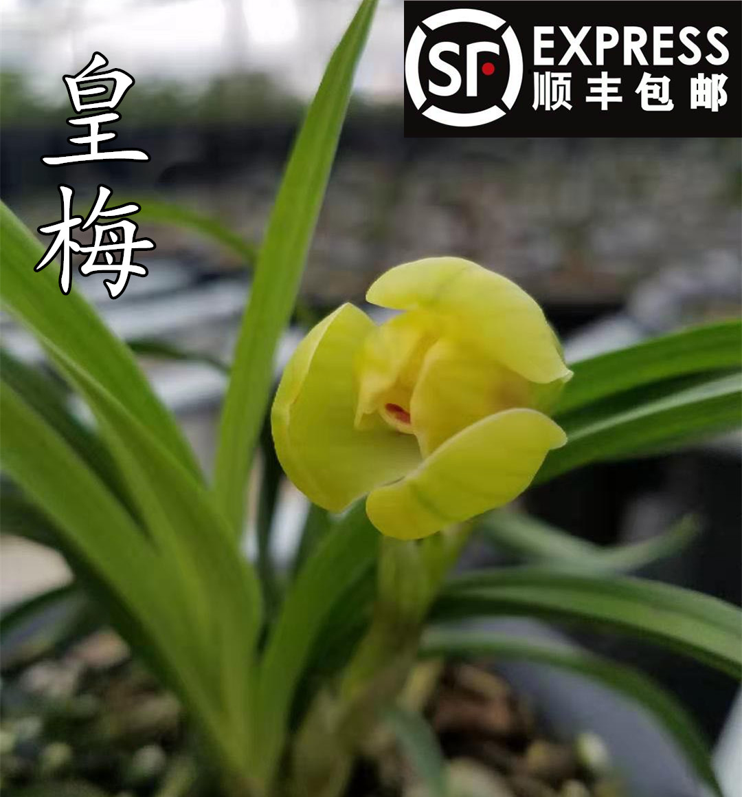 勋狸粑建兰梅瓣名品水晶皇梅四季兰苗花艺双全绿植卉园艺 两苗连体