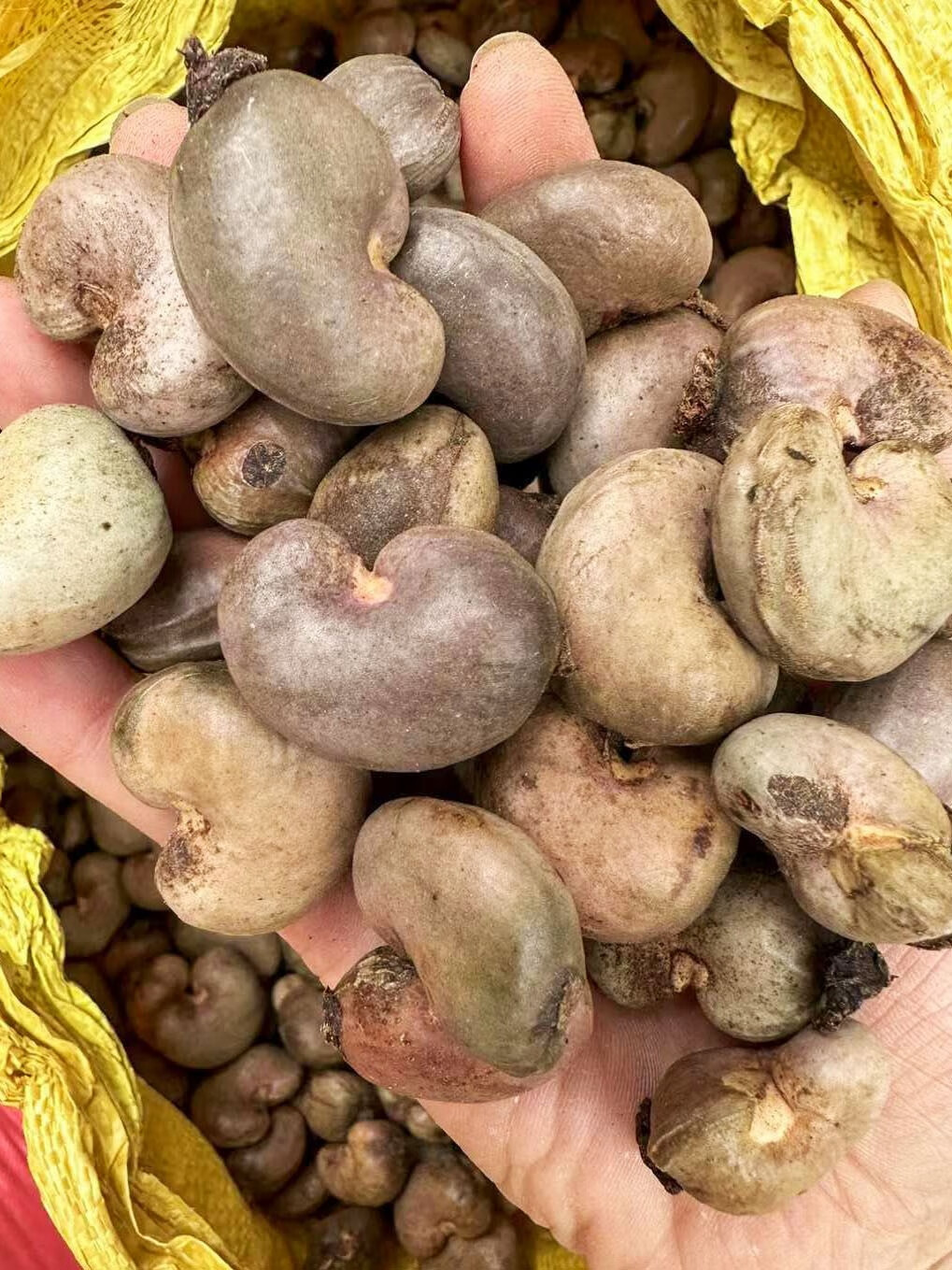 楓隅腰果种子四季播种用种籽籽 腰果种子一斤