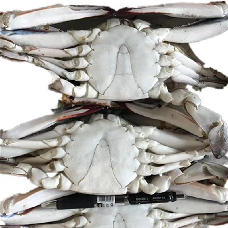 燕江澜 10斤/箱6-9两/只 新鲜现货鲜活大螃蟹速冻冰冻特大梭子蟹公蟹